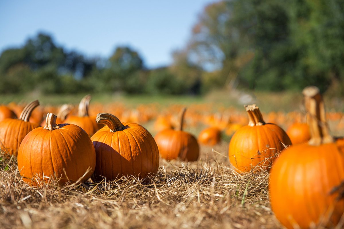 Pumpkin patch. Пампкин тыква. Тыква витаминная. Тыквенное поле. Поле с тыквами.