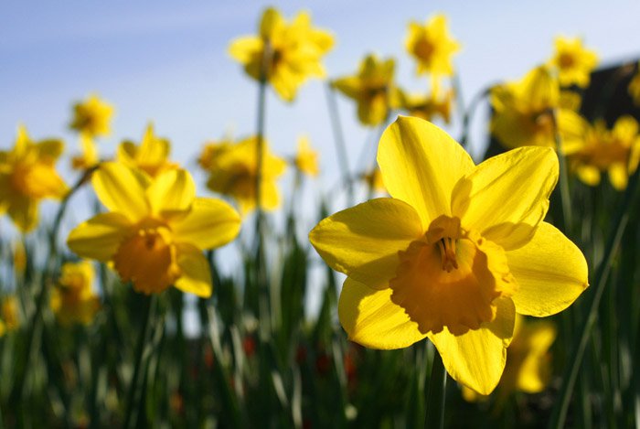 Spring daffodils