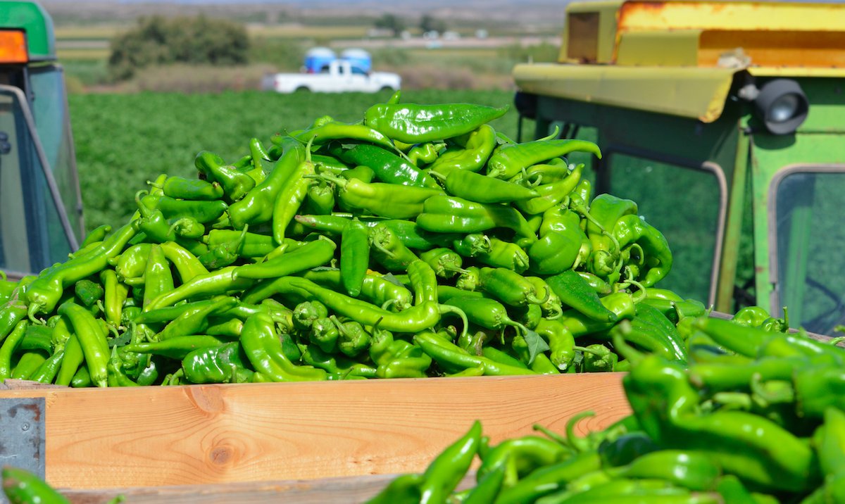 Central Market Holds 23rd Annual Hatch Chile Festival Southlake Style